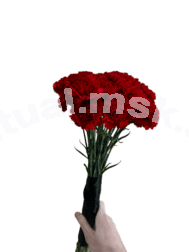 Гвоздика красная одноголовая